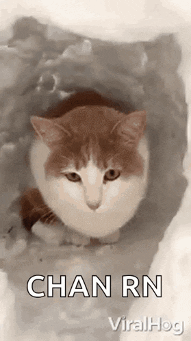 a brown and white cat is sitting in a hole in the ground with the words chan rn written above it .