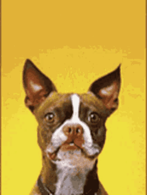 a brown and white dog with a yellow background is looking at the camera