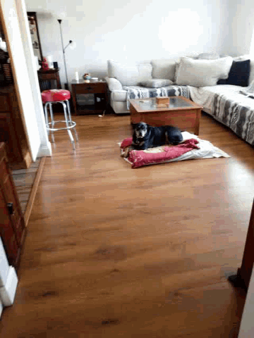 a living room with a couch and a dog laying on the floor