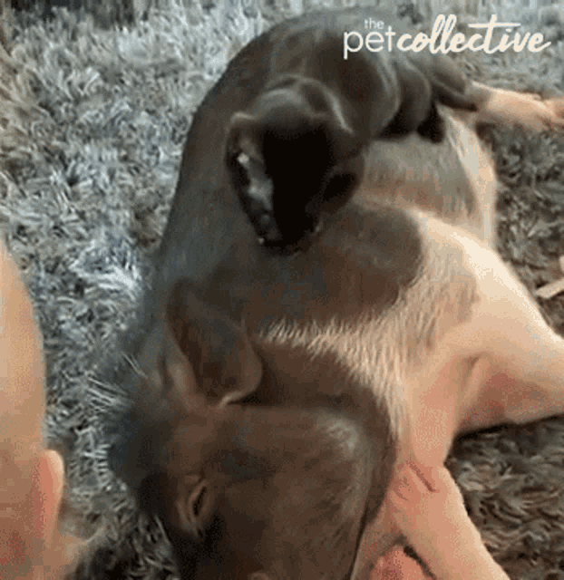 Licking Cleaning GIF - Licking Cleaning Friends GIFs