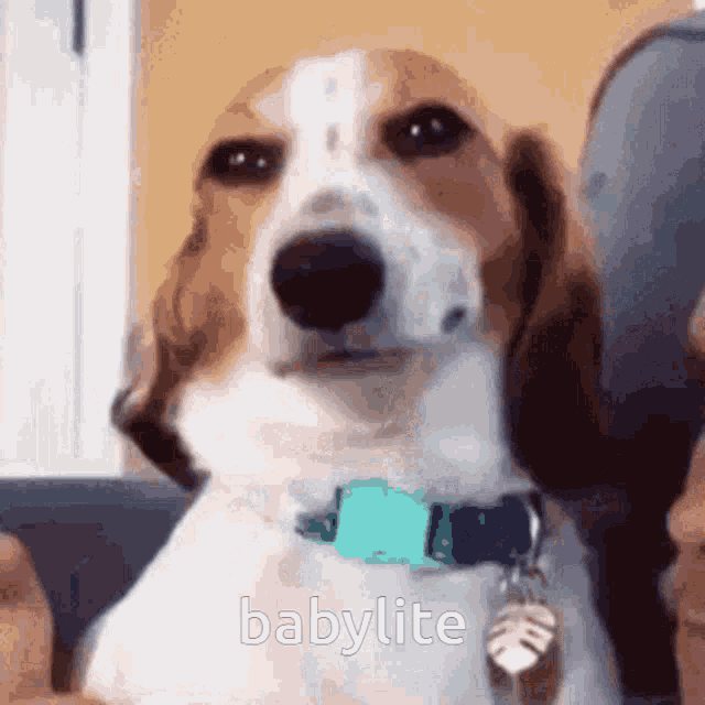 a brown and white dog wearing a blue collar and a tag that says babylite .