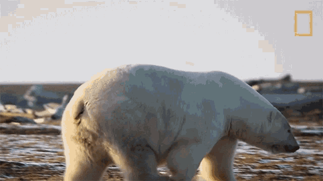 Sniffing United States Of Animals GIF - Sniffing United States Of Animals Polar Bear GIFs