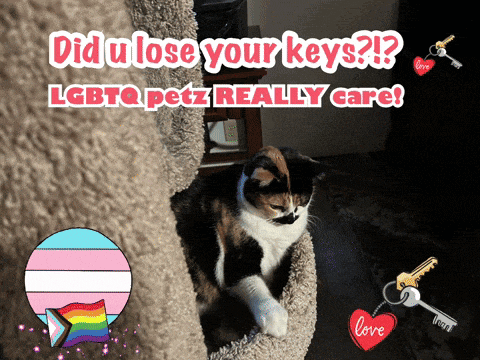 a cat in a cat tree with the words did u lose your keys lgbtq petz really care on the bottom