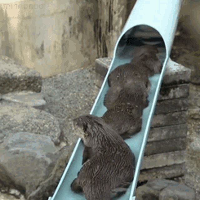 Otter Water GIF - Otter Water Water Slide GIFs