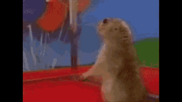 a squirrel is standing on its hind legs in front of a red container .