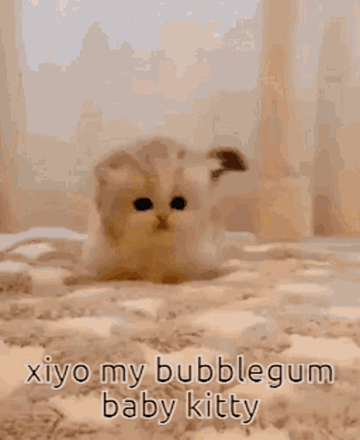Xiyo Kitty Xiyo Bubblegum GIF - Xiyo Kitty Xiyo Bubblegum Xiyo Cat GIFs