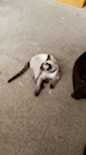 Exercise Cat GIF - Exercise Cat GIFs