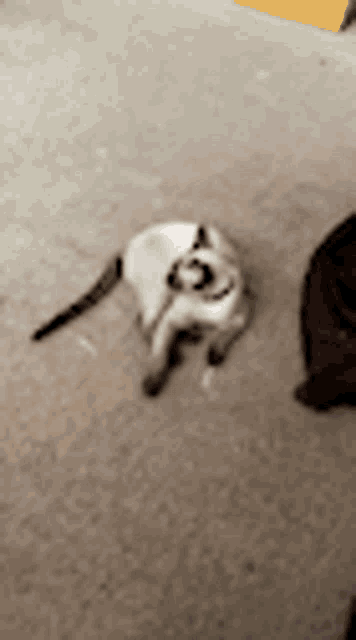 a cat with a purple collar is laying on the floor