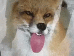 Derp Fox GIF - Derp Fox Lick GIFs