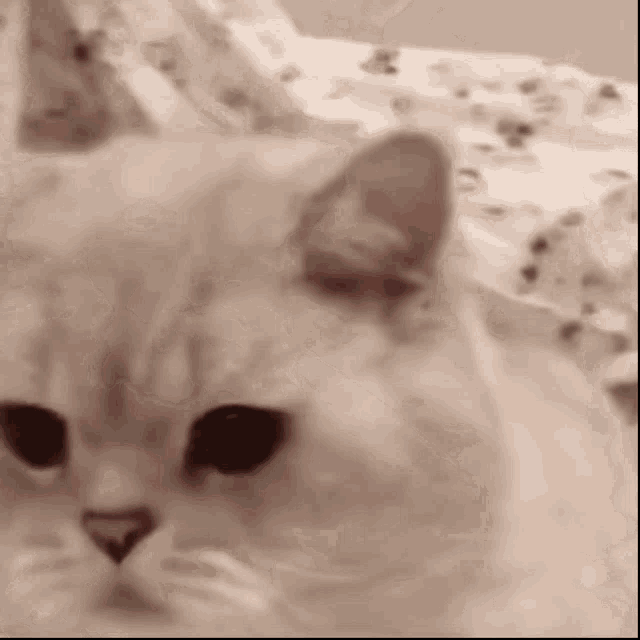 a close up of a cat laying on a bed .