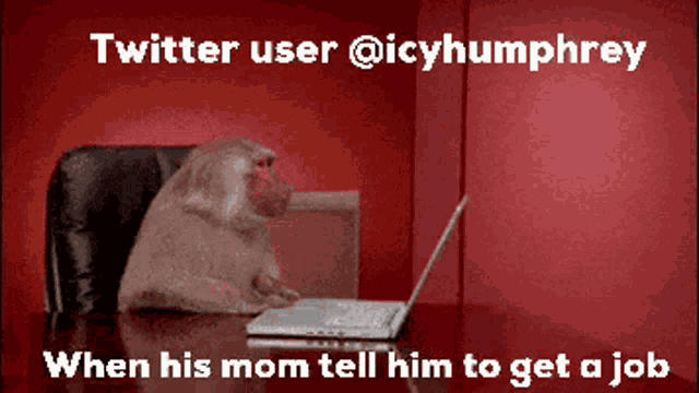 a monkey sits at a desk in front of a laptop with the twitter user @icyhumphrey