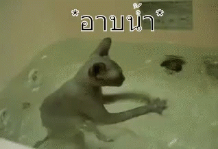 แมวอาบน้ำ แช่น้ำ GIF - Bathing Cat Cat Bath Cat Shower GIFs