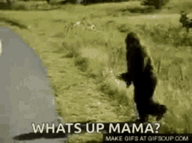 a gif of a bear walking down a road with the words whats up mama on the bottom