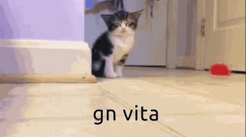 Vita Sleep GIF - Vita Sleep Cat GIFs