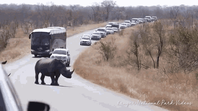 Animal Rhino GIF - Animal Rhino Traffic GIFs