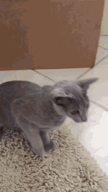 a gray cat is sitting on a white rug