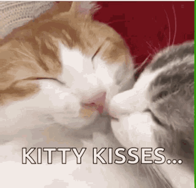Cats Kiss GIF - Cats Kiss Cuddle GIFs