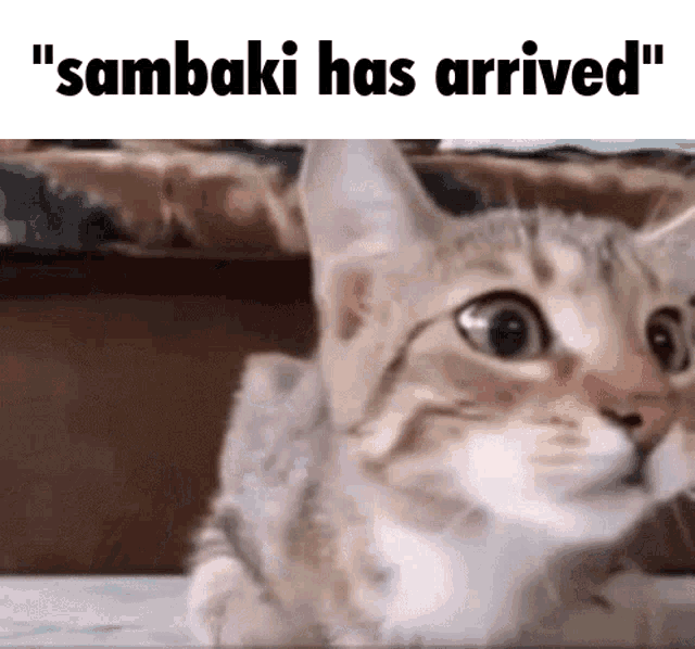 Sambaki Arrived GIF