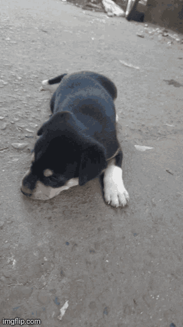 a black and white puppy laying on the ground with imgflip.com written on the bottom