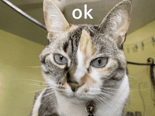 a calico cat with blue eyes is looking at the camera with the word ok above it