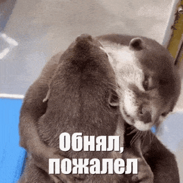 Hugs Otter GIF - Hugs Otter выдра GIFs