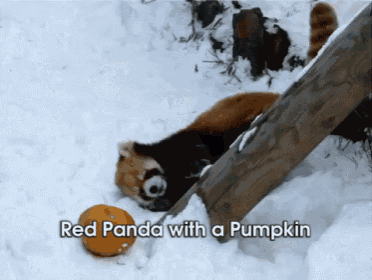 a red panda with a pumpkin in its mouth