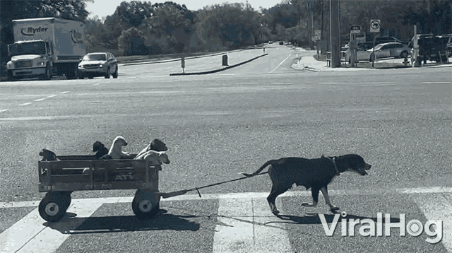 Wagon Ride Viralhog GIF - Wagon Ride Viralhog Dog Mom Gives Babies A Ride GIFs