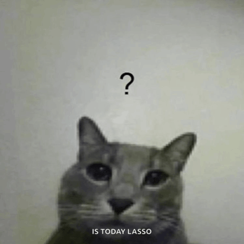 a cat with a question mark above its head and the words is today lasso below it .
