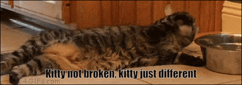 a cat is laying on the floor next to a bowl of water