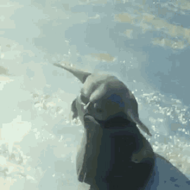 a close up of a dolphin swimming in the ocean