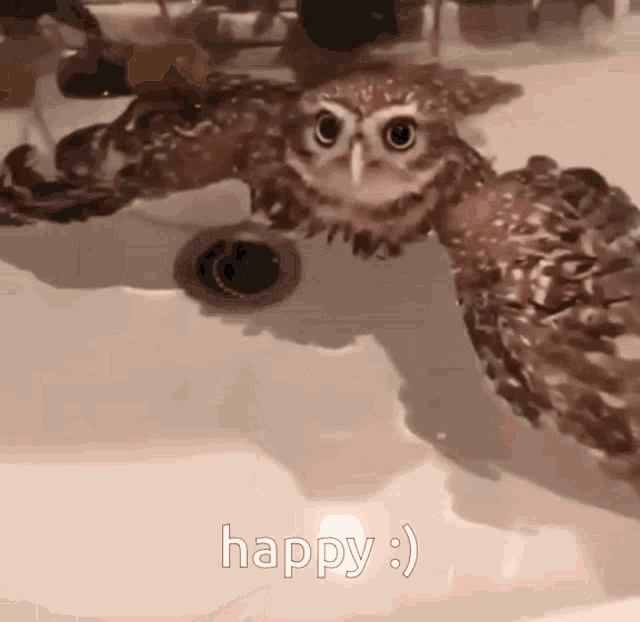 an owl is swimming in a sink with the words happy : ) below it