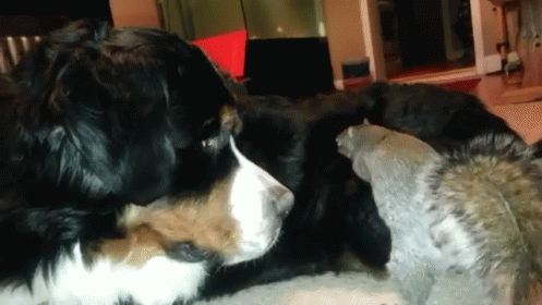 Squirrel Buries Nut Stash Inside Confused Dogs Fur GIF - Dogs Squirrel Lol GIFs