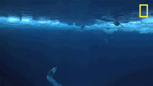 Swimming National Geographic GIF - Swimming National Geographic Penguins GIFs