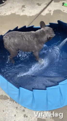 Dog Jumps Out Of The Pool Viralhog GIF - Dog Jumps Out Of The Pool Viralhog Dog Jumps Out GIFs