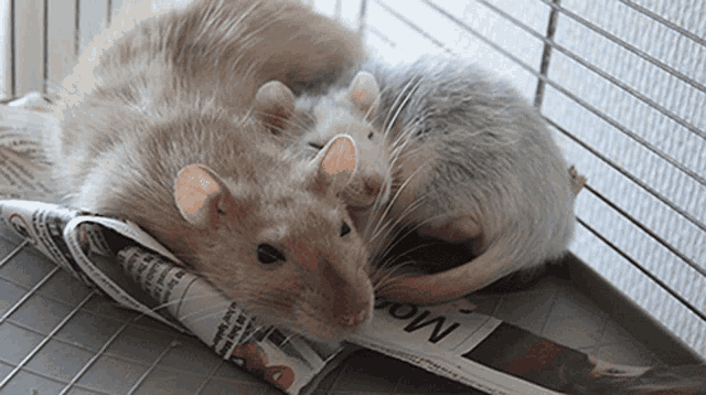 two mice are laying on top of a newspaper that says mom