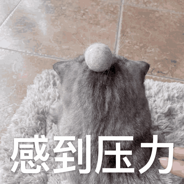 a gray cat with a ball on its head and chinese writing behind it