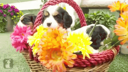 They'Re Prettier Than The Flowers! GIF