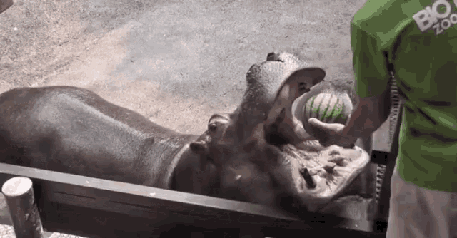 a hippopotamus is eating a watermelon from a person 's hands .