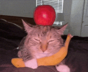 a cat is sitting on a banana with an apple on top of its head