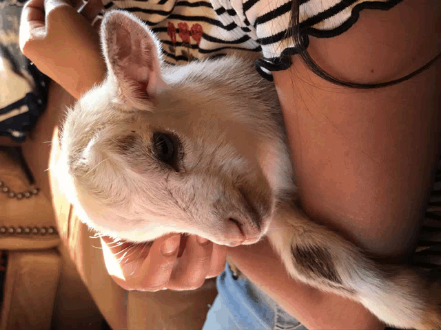 a person holding a small white goat with a striped shirt on
