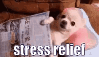 a small white dog is laying on a bed with a newspaper and the words `` stress relief '' written on it .