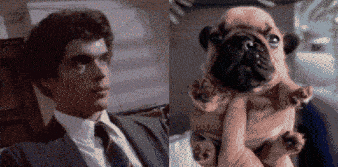 a man in a suit and tie is holding a small pug puppy