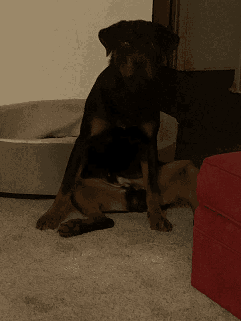 a dog is sitting on a carpet next to a dog bed