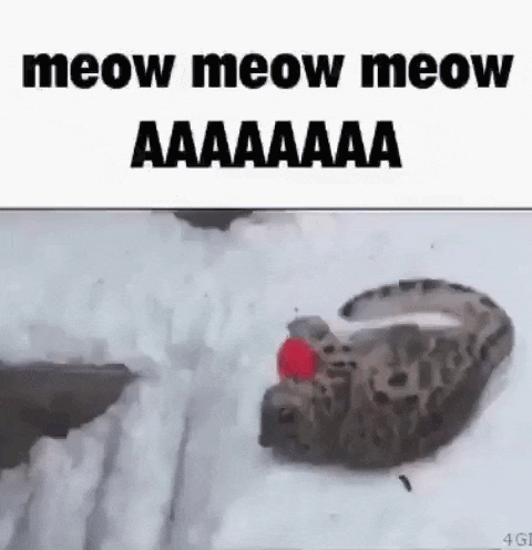 a leopard is laying in the snow with a red ball on its back .
