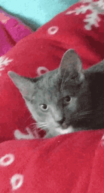 a cat is laying on a bed with a red blanket