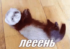 хорек животное лень лежать мило GIF - Ferret Polecat Animal GIFs