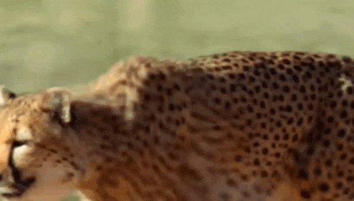 a cheetah is walking across a grassy field in the wild .