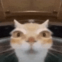 a close up of a cat sitting in a toilet bowl .