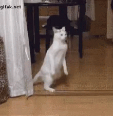 Cat Walking Upright GIF - Cat Walking Upright Forgot How Tocat GIFs