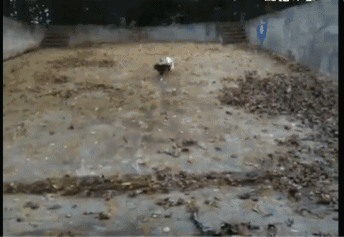 a dog is walking through a muddy area with a blue arrow pointing to the right
